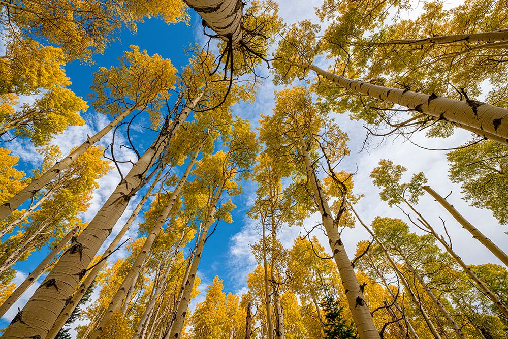 Aspen grove in fall-in the Rockies-Colorado-USA. art print by Betty Sederquist for $57.95 CAD